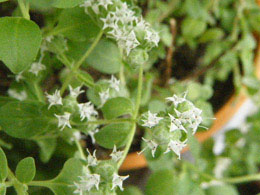 DSCF10470.jpg(31080 byte)
