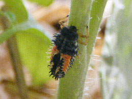 テントウムシの幼虫