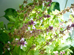 ダークオパールバジルの花