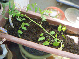 トマト苗を斜め植え