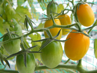 半日陰ベランダで育てた浅植えミニトマト