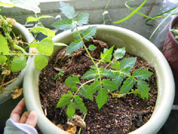 秋トマト用の苗を植え付け