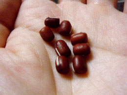 小豆の種