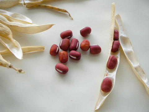 小豆を収穫