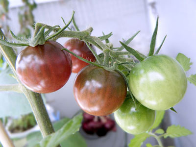 半日陰ベランダで育てたパープルミニトマト