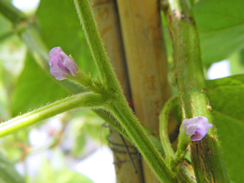 青大豆の花