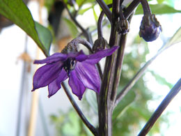 紫とうがらしの花