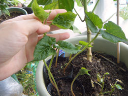 紫花豆の植え付け