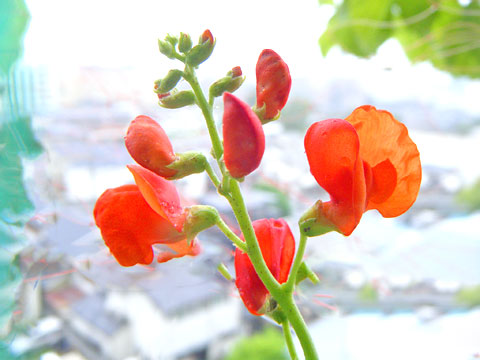 美しいサンセットオレンジの花