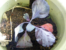 紫キャベツの苗