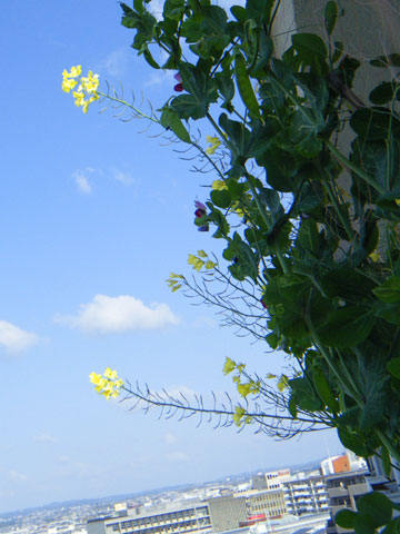スムージーケールの開花
