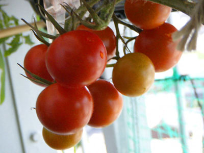 半日陰ベランダで育てた中玉トマト