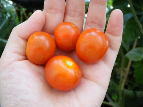 半日陰ベランダの中玉トマトを収穫