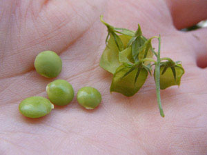 半日陰ベランダで育てたレンズ豆の収穫
