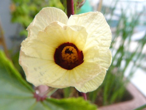 ハイビスカスローゼルの花