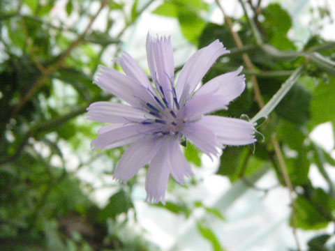 チコリの紫色の花