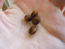 茶豆の種