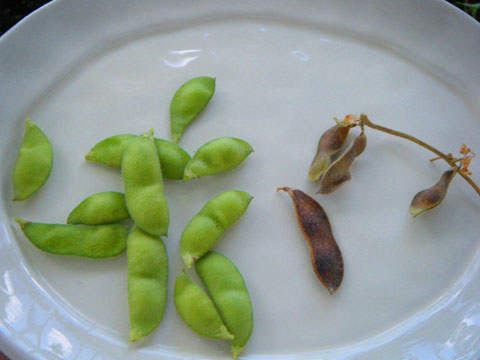収穫した茶豆